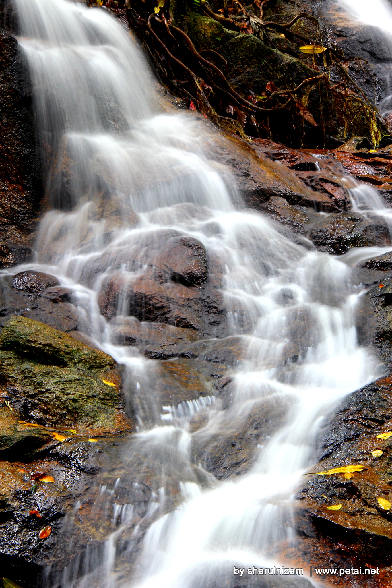 Fotografi Di FRIM, Kepong