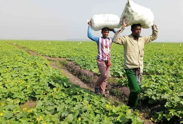 তাড়াশে আগাম জাতের ক্ষীরায় কৃষকের দ্বীগুন লাভ