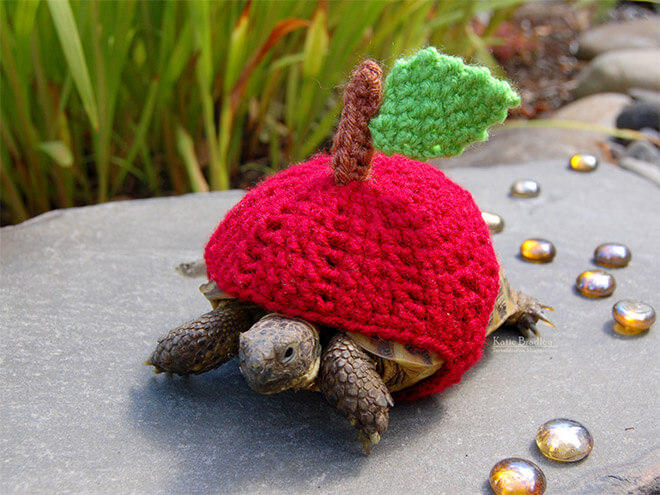 Adorable Pictures Of Tortoises Dressed In Cute Warm Clothes