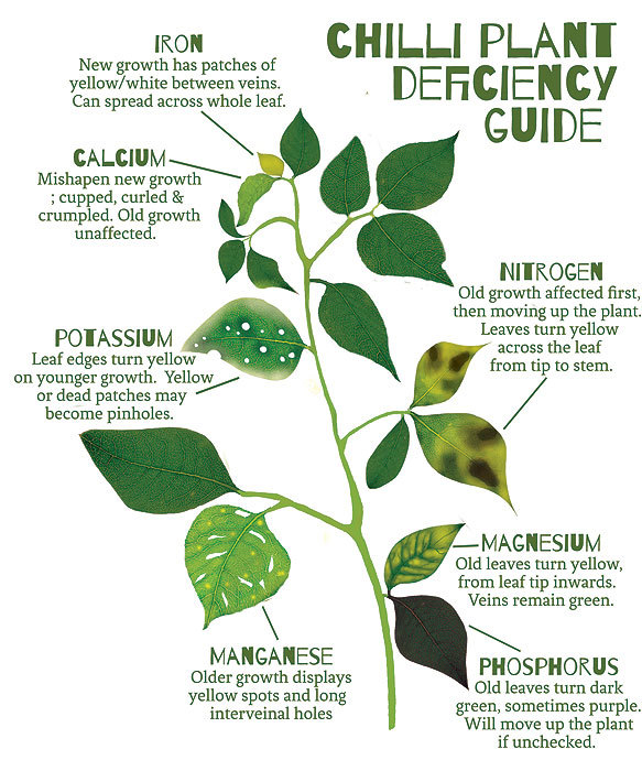 Advantages and disadvantages of macro nutrients