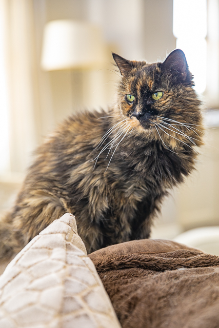 Meow Monday - pictures of cute cats to start the week! Come see what Jack, Squeaky, and Nacho Man Kitty Savage have been up to! cat sitting on the sofa