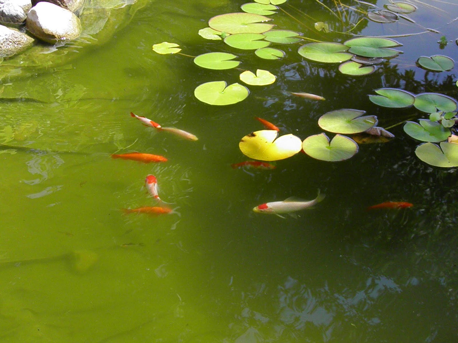 цианобактерии в озере. цветение сине-зеленых водорослей. синезеленые водоросли. зелёные водоросли гидрофиты?. озеро с зеленой водой.