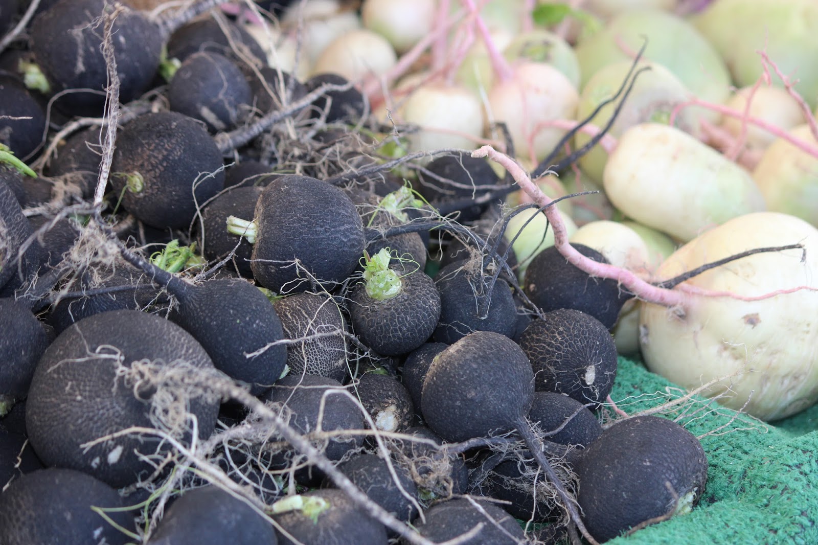 Edible Skinny The Powerful Might of the Black Radish
