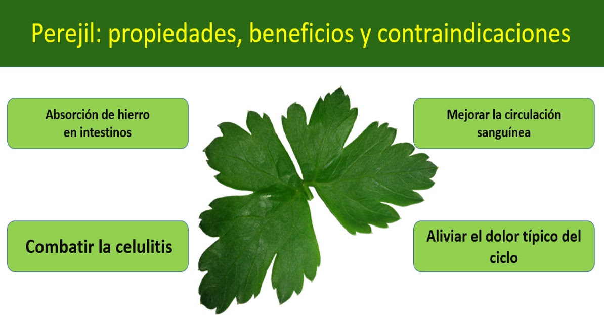 Beneficios y contraindicaciones del agua de perejil