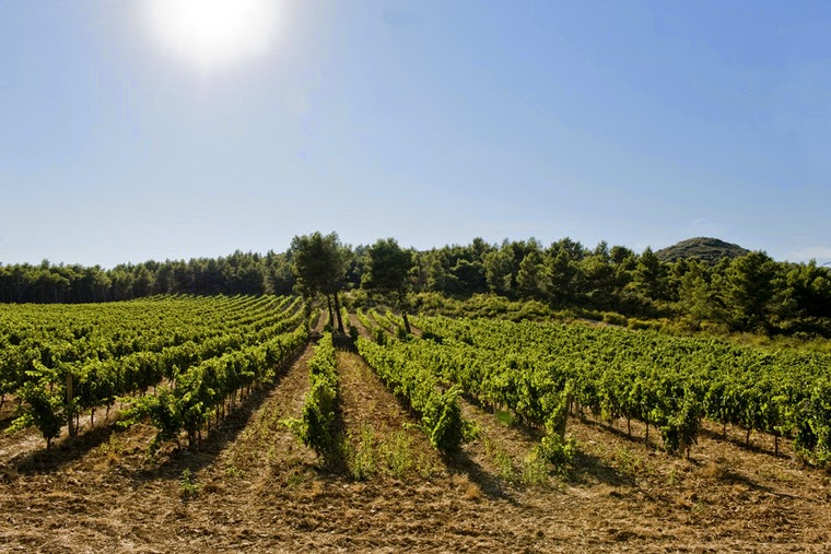 viñedos en la Provenza