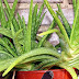 10 Mind Blowing Uses for Aloe Vera – You’ll Never Buy Expensive Products Again