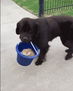 01-funny-gif-328-dog-brings-puppy-on-bucket.gif