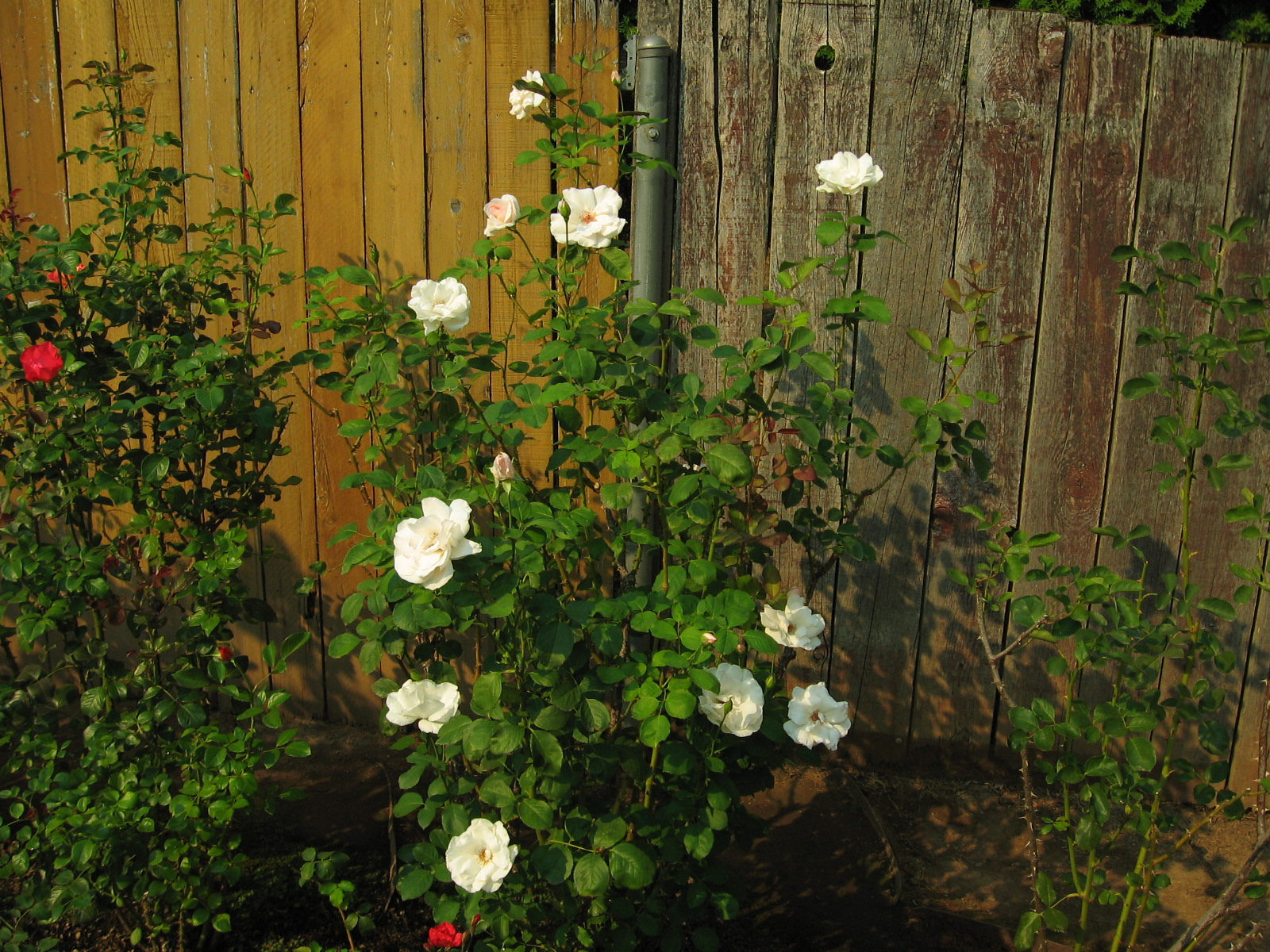 Mike's Rose Seedling Blog Salem, Oregon Grandifloras
