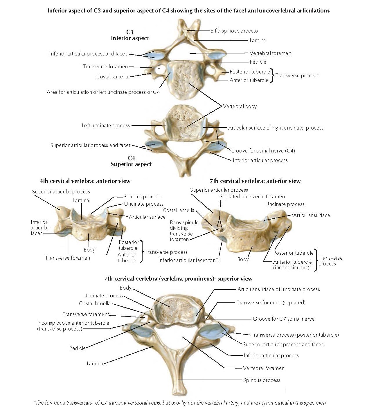 Cervical Vertebrae continued Anatomy - pediagenosis