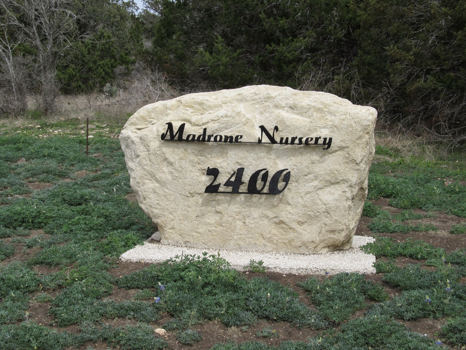 Rock Oak Deer Texas Native Plant Week Madrone Nursery Down The Long Gravel Driveway Lined With Native Texas Hill Country Vegetation To Nursery Site