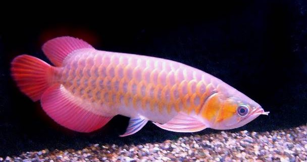 Le poisson le plus cher au monde