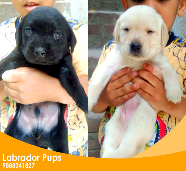 Get Labrador puppy in Chandigarh