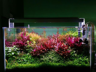 200 Referensi Desain Dan Model Aquascape Berdasarkan Tema https://www.faktapopuler.com/2018/12/200-referensi-desain-dan-model.html