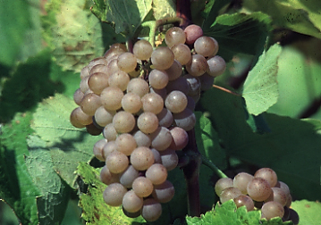 Fringe Wine Traminette Finger Lakes New York Usa Hello And Welcome To Fringe Wine S First Post Of 2017 I Hope Everyone Had A Wonderful Holiday Season Is Having Hy Young New Year