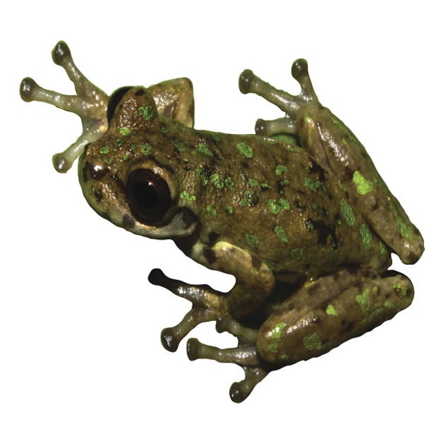 Species New to Science [Herpetology • 2017] A Multilocus Phylogeny of