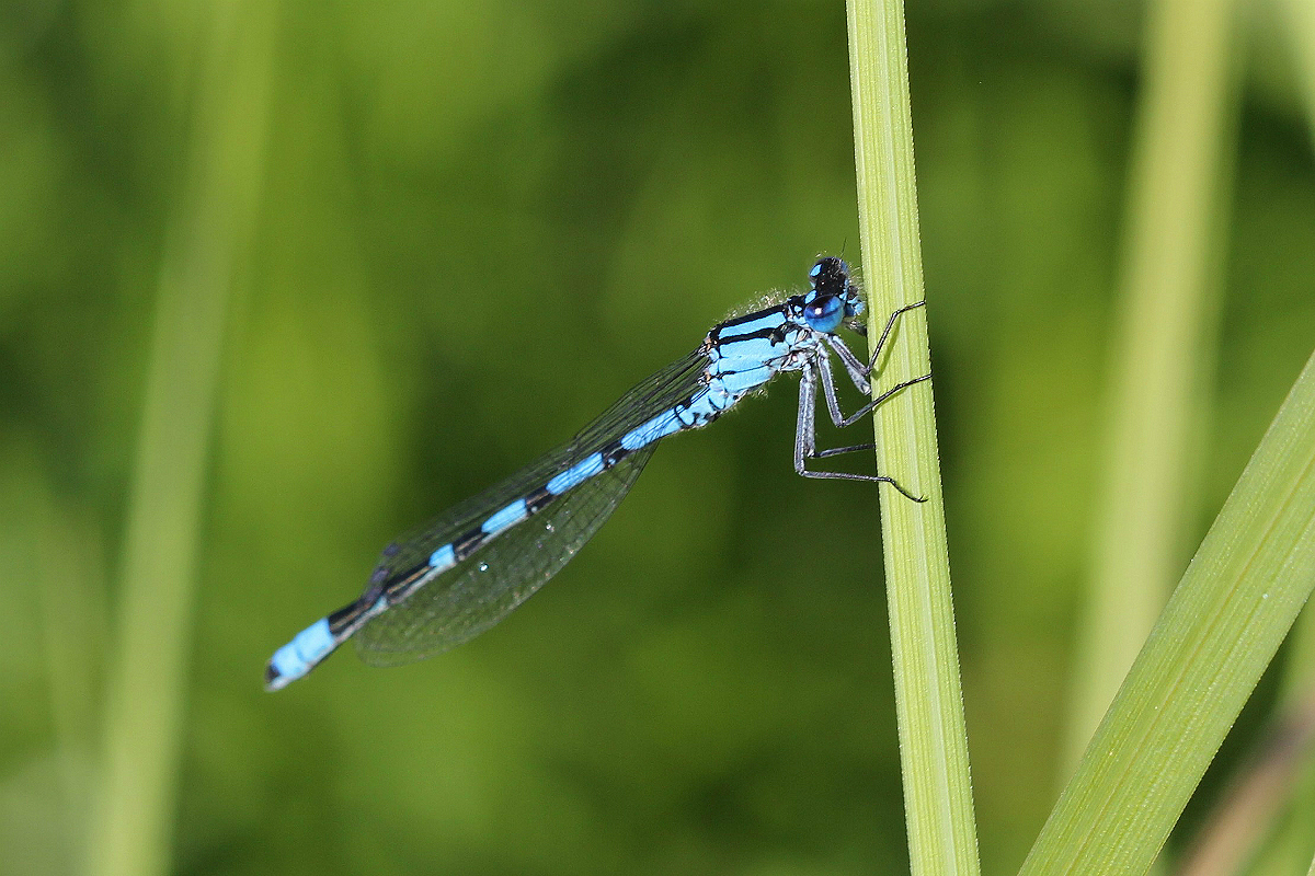 LENS and COVER PHOTOGRAPHY Dragonfly