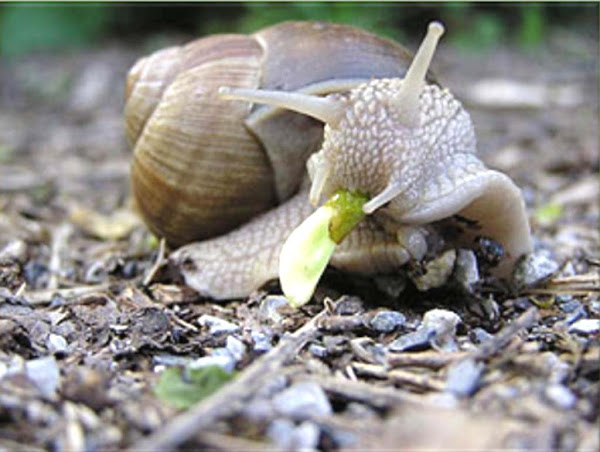 snail farming, snail farming business, commercial snail farming, commercial snail farming business, benefits of snail farming, snail farming Nigeria