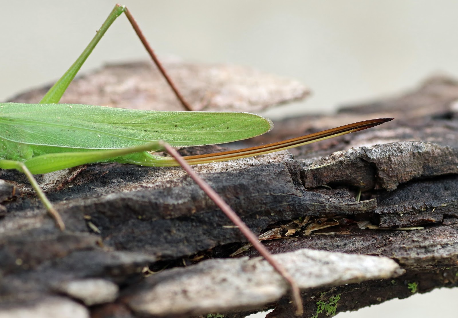 MObugs RoundTipped Conehead Katydid