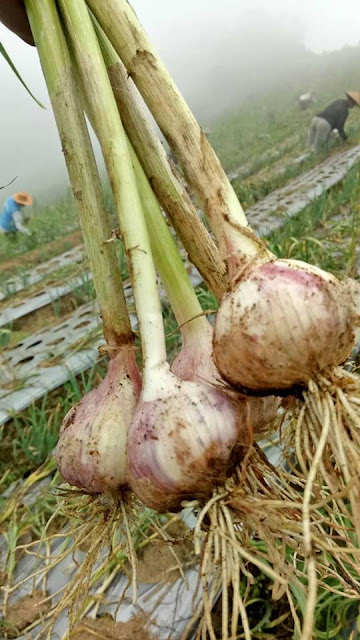 Cara Mengatasi Rambut Rontok dan Kering