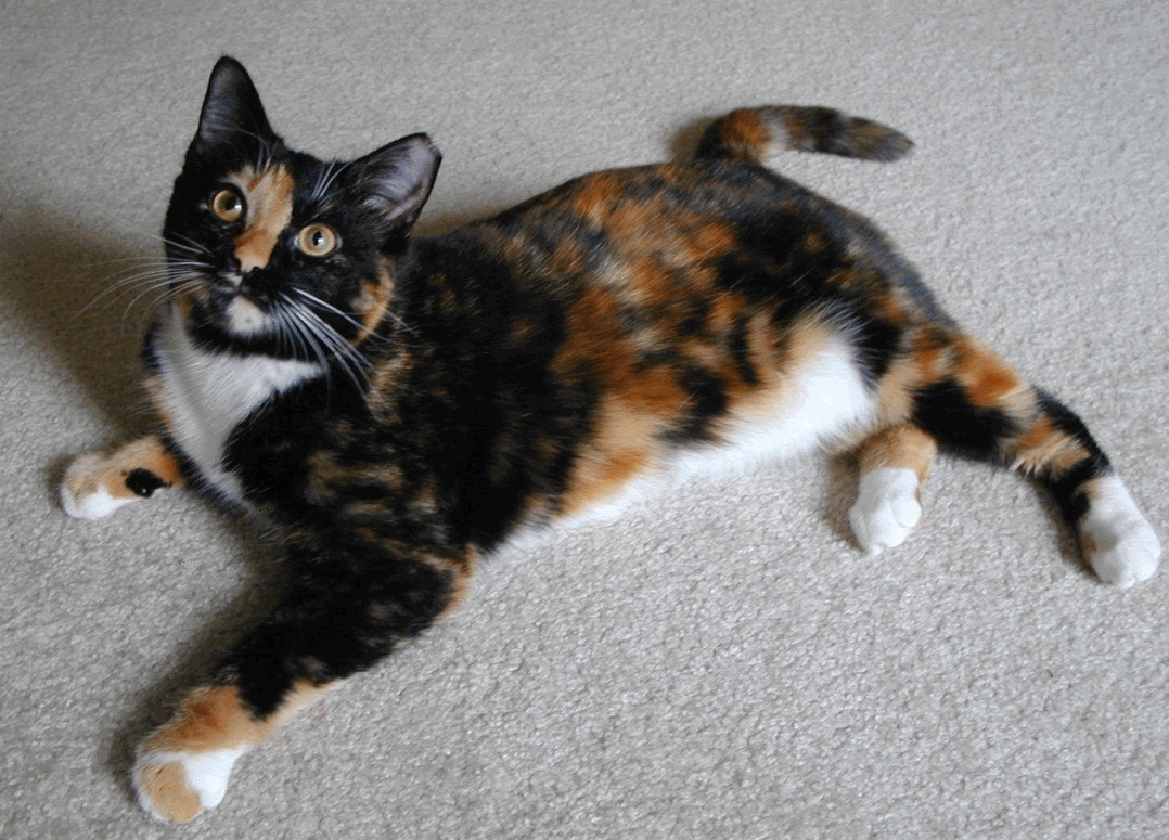 The Amazing Calico Cat Cat Breeds in photographs