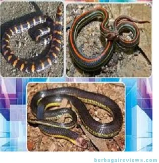 Jenis - jenis ular - berbagaireviews.com
