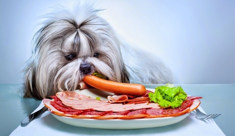 6 Τρόφιμα που δεν πρέπει να μοιραστείς με τον σκύλο σου!