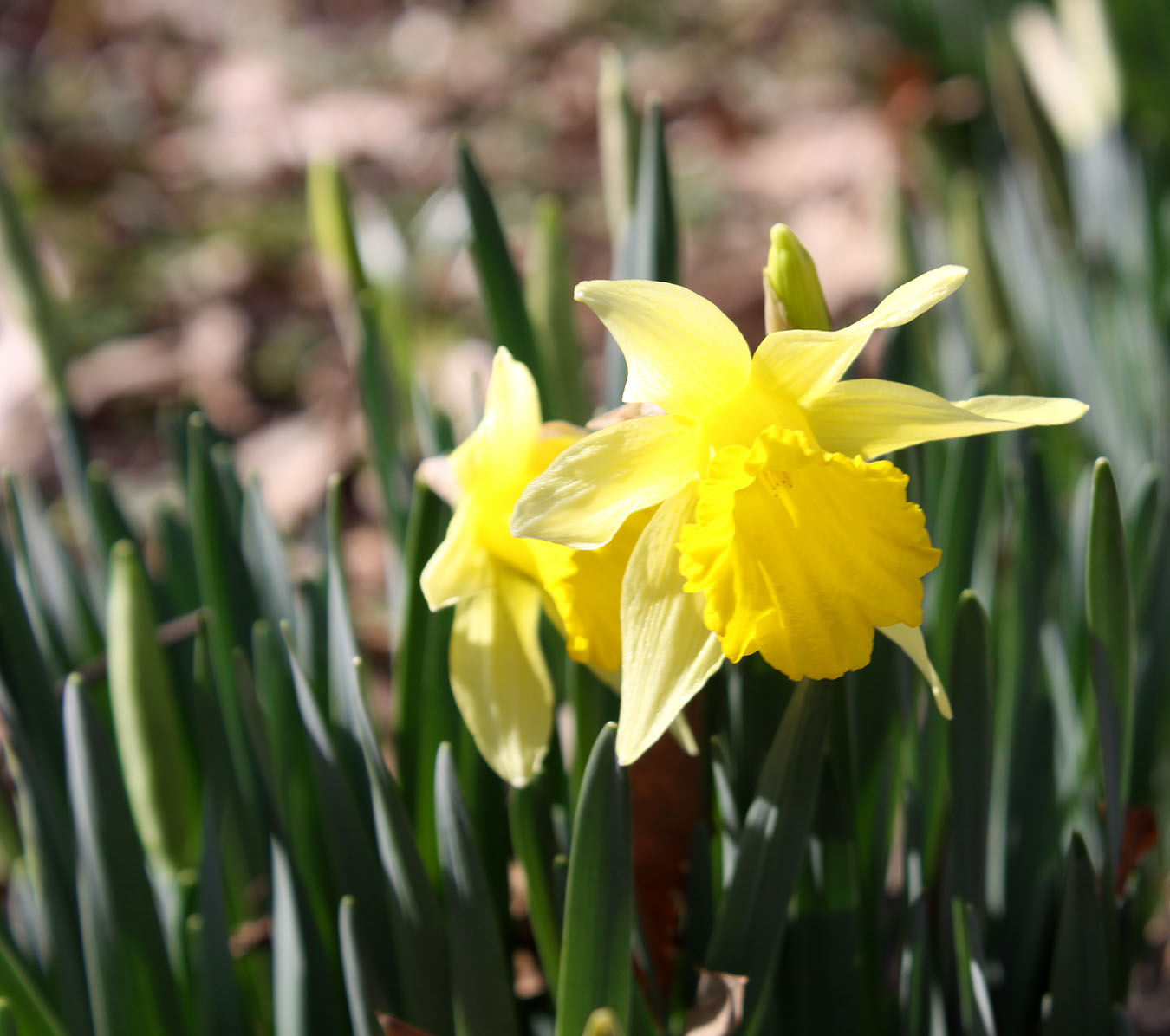 Southern Lagniappe The Jonquils are Blooming!