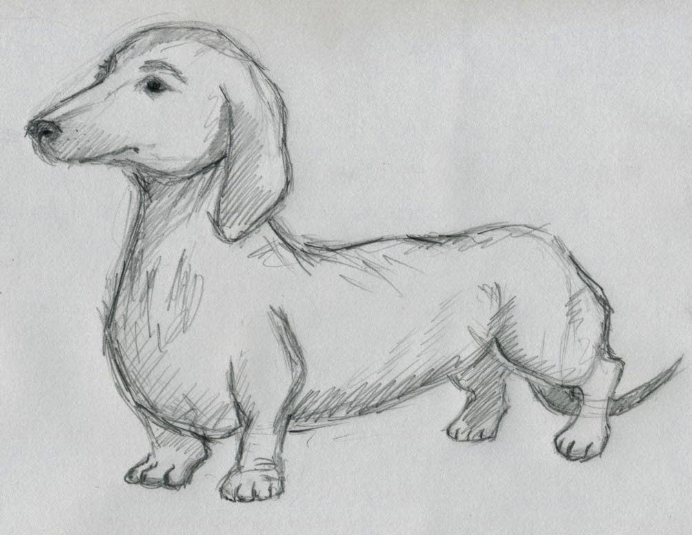 Rules of the Jungle: Sketch Drawings of Dogs