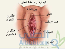 اسباب ظهور حبوب في الشفرتين الكبيرتين