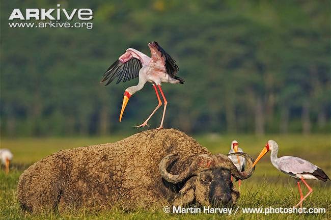 interactions between african wildlife yellow billed storck