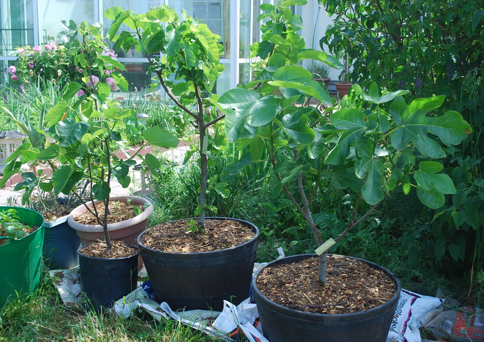 Daniel's Pacific NW Garden Fig, Persimmon,Progress Report. 5.30.15