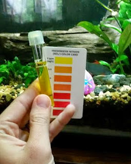 low Nitrates, aquarium, freshwater, saltwater