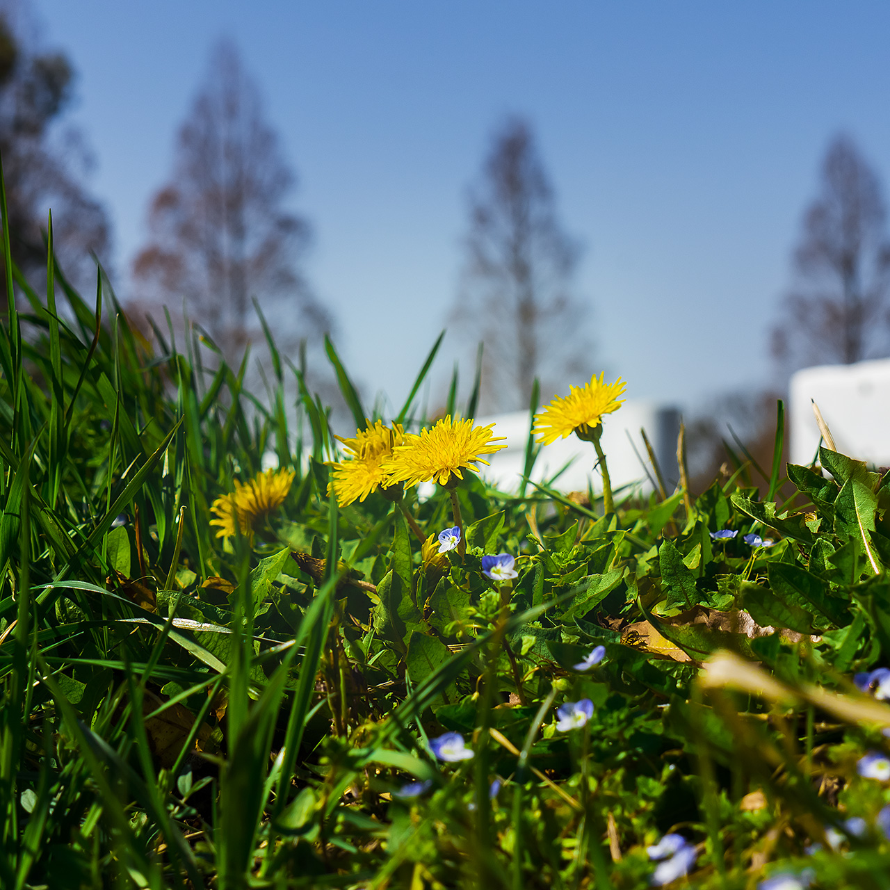 davinci meadow