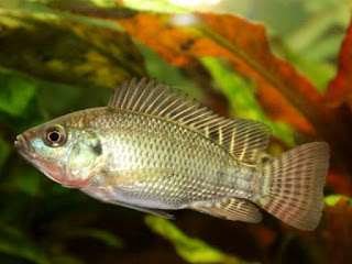 cara-mancing-ikan-nila.jpg