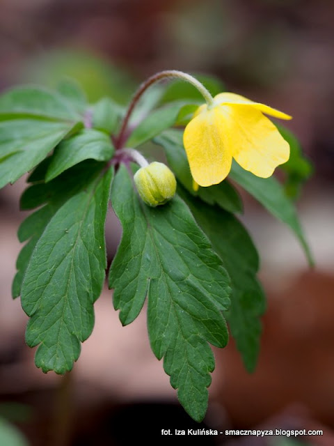 zawilec-zolty anemone ranunculoides