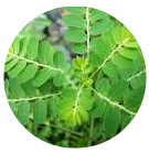 Khasiat Alami Herbal Meniran ( Phylantus urinaria, Linn )