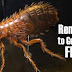 Home Remedies Getting Rid Of Fleas | How to Get Rid of Fleas Naturally