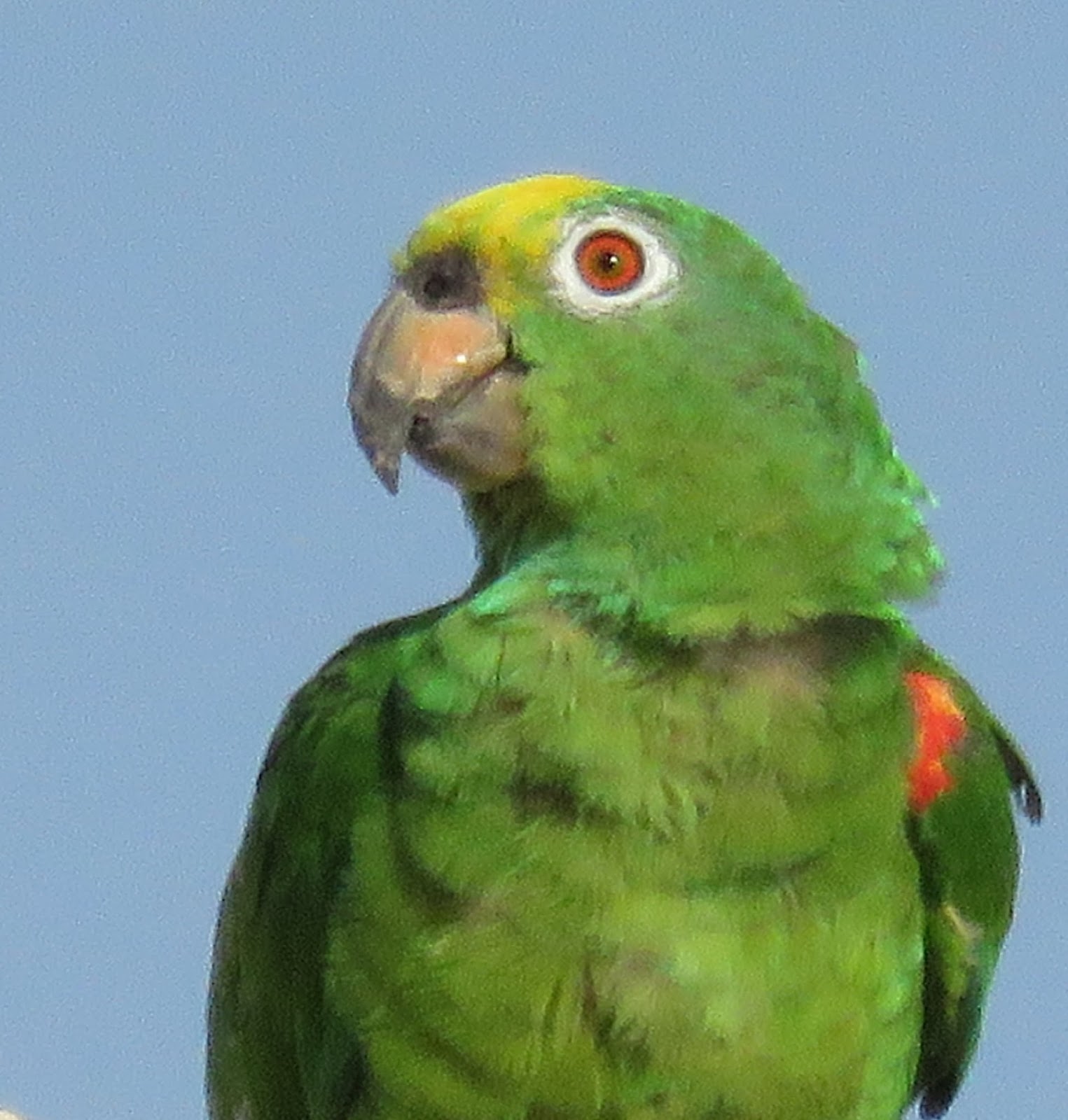 AVES DE VENEZUELA Y EL MUNDO pedro romero ramos Loro Guaro (Amazona