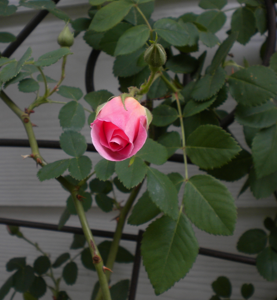 Sherri's Jubilee My first rose bloom of the Season!