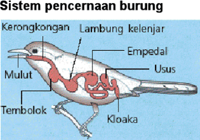 Sistem Pencernaan Sistem Pencernaan Hewan Ruminansia Dan Burung