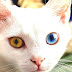 Odd-eyed Cat - Cat With Yellow Eyes