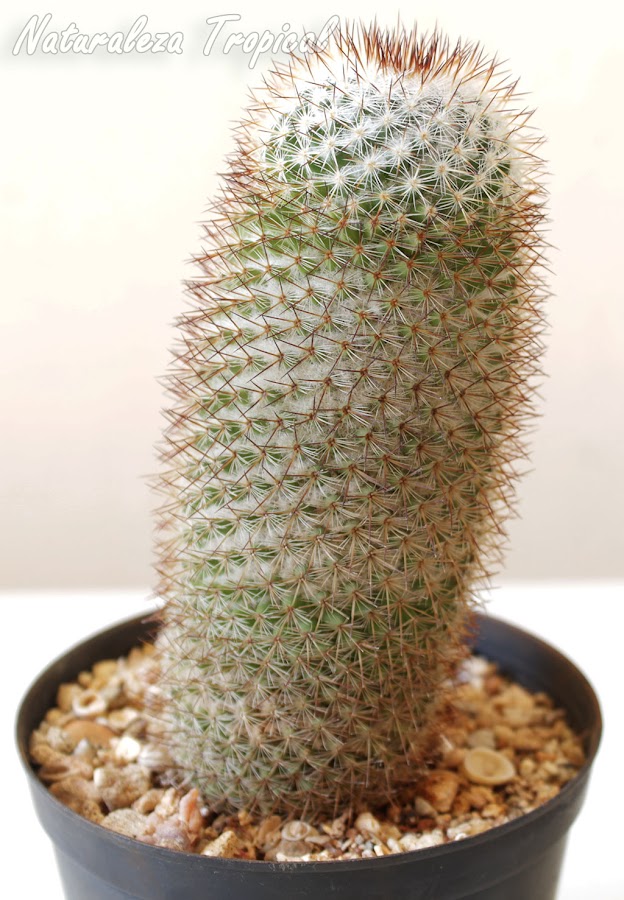 Cactus Mammillaria columbiana cultivado en maceta