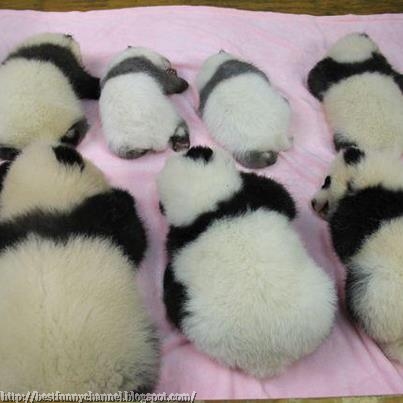 Cute pandas.