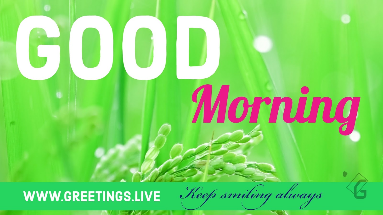 Greetings.Live*Free Daily Greetings Pictures Festival GIF Images ...