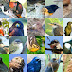 ¿Por qué y cómo vuelan las aves?