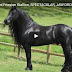 LEPOTAN: Upoznajte Fridriha, najlepšeg konja na svetu... ( VIDEO )