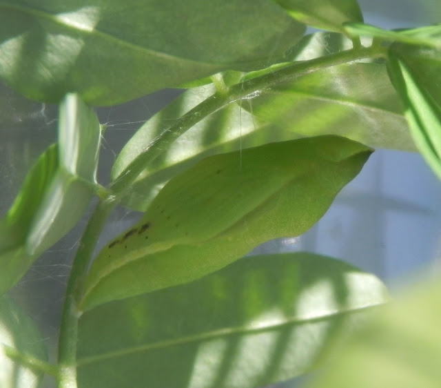 TYWKIWDBI ("TaiWikiWidbee") "Cat's cradle"