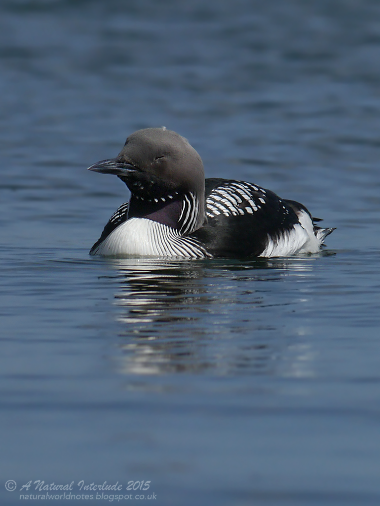 Гагара с черным пером Гагара с черным пером