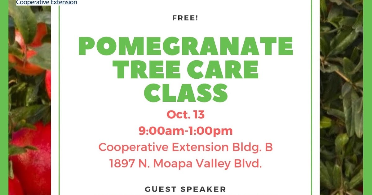 Xtremehorticulture of the Desert Pomegranate Planting and Management