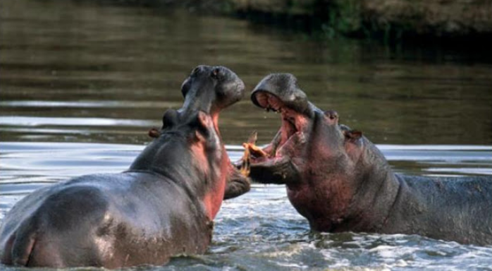 Kuda Nil - Pygmy Hippopotamus